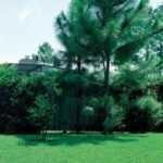 evergreens The beauty of evergreens lie in their name – they add year-round colour and life to gardens and yards.