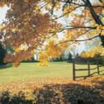 fall-lawn