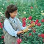 rose-gardening Tip: Trim off flowers and buds. This will encourage the plant