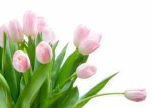 tulip-bouquet Tulips