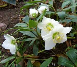 2006-12-18helleborus_niger08