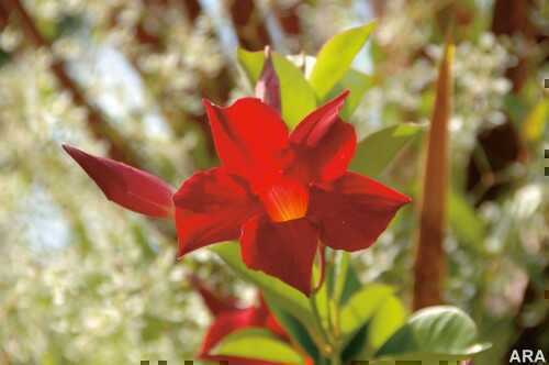 sun-parasol-crimson-mandevilla-2 In the hottest new color from the Paris runway, Sun Parasol Crimson is being hailed as a "must have" for this year’s garden.