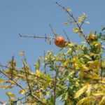 1145872_pomegranate