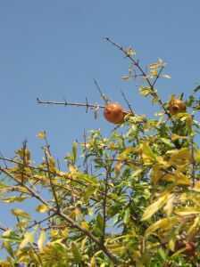 1145872_pomegranate