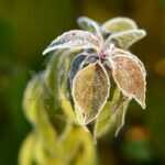 frozen-plant