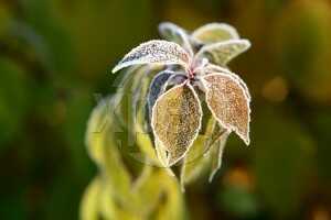 frozen-plant frozen-plant