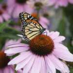 Wildflowers and their dependents -- insects and birds -- work together in harmony with local climates. 