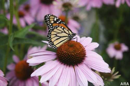 wildflower1 Wildflowers and their dependents -- insects and birds -- work together in harmony with local climates.