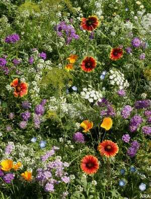 wildflower2 In nature, wildflowers mark the seasons with glorious bursts of color.