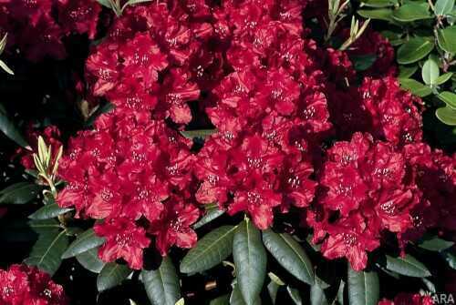Rhododendron Look for Rhododendron 'Trocadero' this spring at your local garden center.