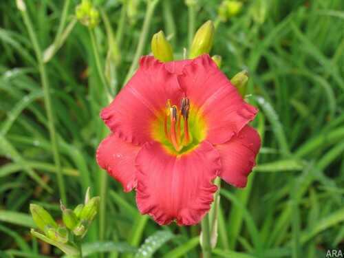 daylily Add long-blooming color to your garden with Jersey Earlybird 'Cardinal' daylily.