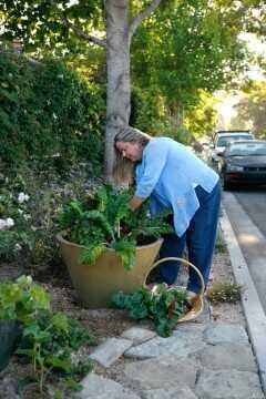 gardening Landscape designer Margie Grace pots up an edible container garden.