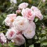 Drift Roses Drift Roses