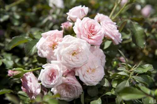 Drift Roses Drift Roses