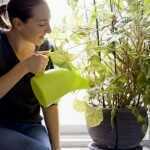 indoor-gardening2