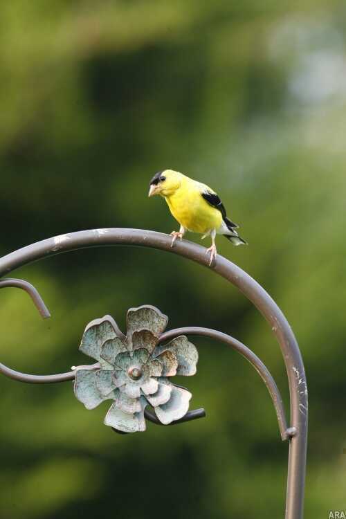 bird