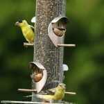 birds