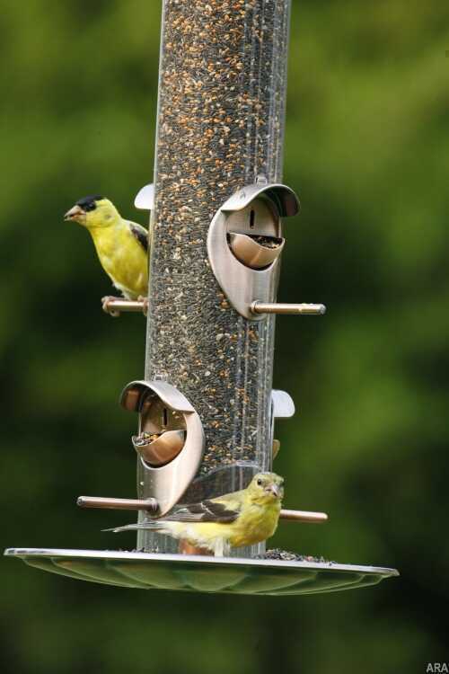 birds