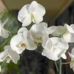 orchids Orchids