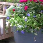 roses