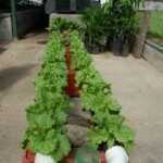 Hydroponic lettuce