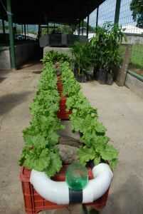 Hydroponic lettuce