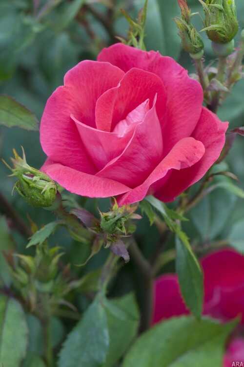 roses2