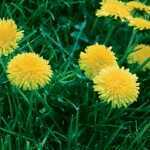 weeds